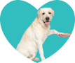 Cachorro passeando