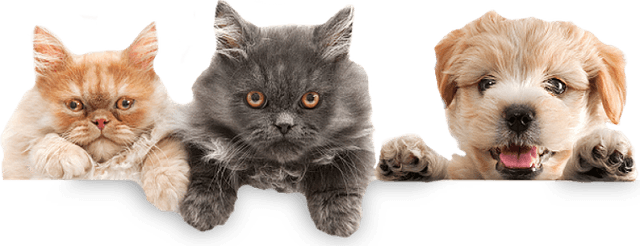 somos apaixonados por pets